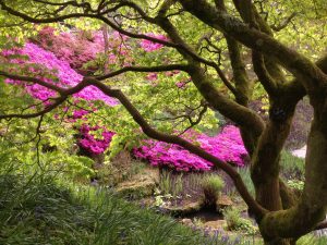 Complementary Therapies